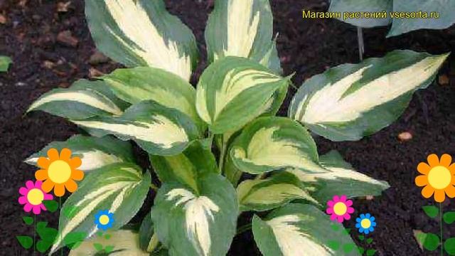 Хоста гибридная Кристмас Кэнди. Краткий обзор, описание характеристик hosta hybrida Christmas Candy смотреть онлайн