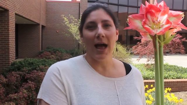 Flower Bulbs for Sale! смотреть онлайн