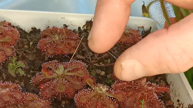 Растения-охотники