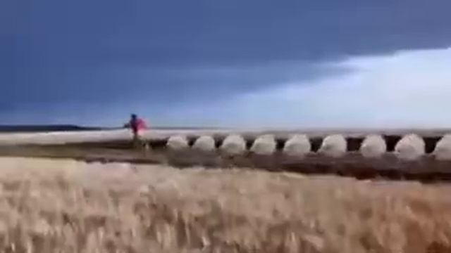 Тюлени нападают! смотреть онлайн