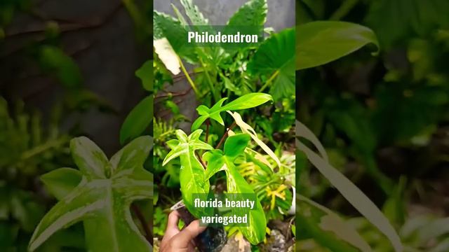 philodendron florida beauty variegated #philodendron #monstera #variegatedplants #floridabeauty смотреть онлайн