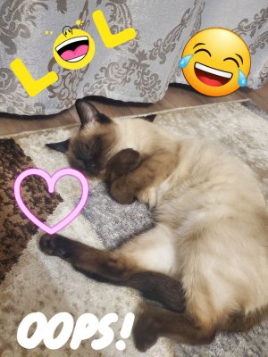 Улётные приколы с животными. 2024 #1