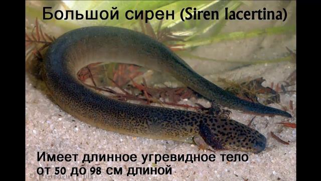 СЕМЕЙСТВА СКРЫТОЖАБЕРНИКИ, ПРОТЕИ и СИРЕНОВЫЕ смотреть онлайн