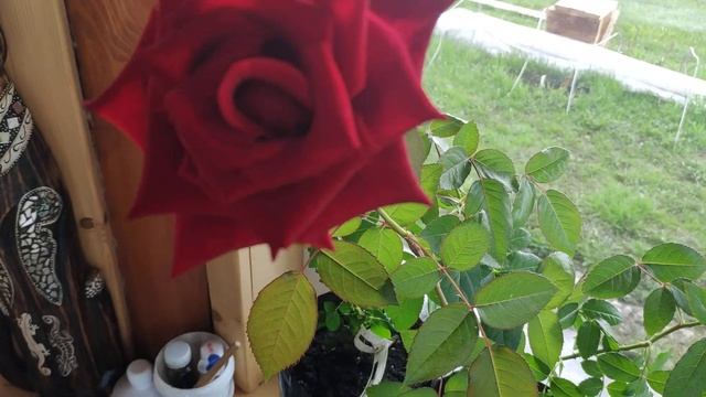 Роза винно-красного цвета распустилась вместо Анастасии (роза из коробки, пр-ль Колибри) ??? смотреть онлайн