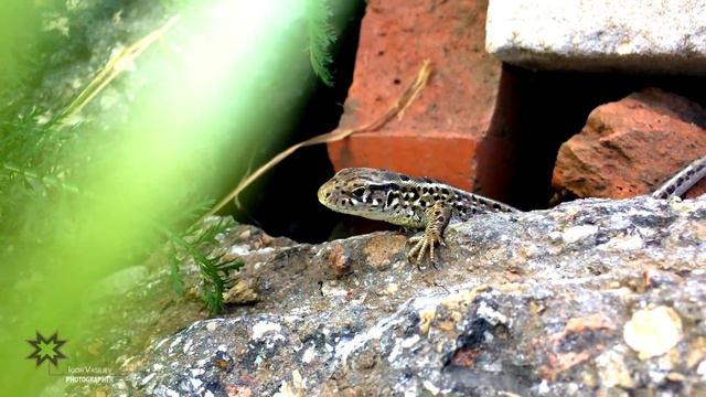 Ящерица. Бесстрашная