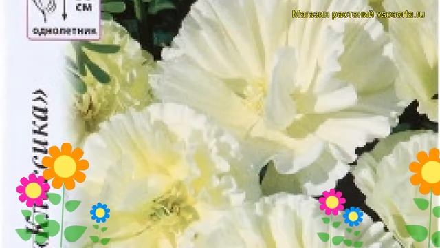 Эшшольция калифорнийская (калифорнийский мак) Мадам Клико. Краткий обзор eschscholzia californica смотреть онлайн