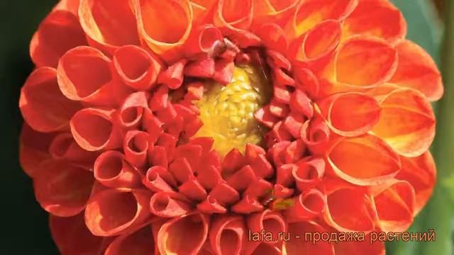 Георгина помпонная Нью Бейби (dahlia cultorum) ? обзор: как сажать, рассада георгины Нью Бейби смотреть онлайн