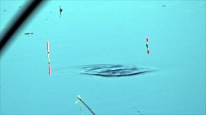 Новые особенности ловли крупного линя на поплавок