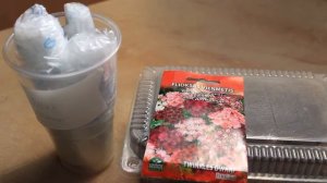 САМЫЙ ПРОСТОЙ И НАДЕЖНЫЙ СПОСОБ ПРОРАЩИВАНИЯ СЕМЯН АСТРЫ ! СУПЕР РЕЗУЛЬТАТ !