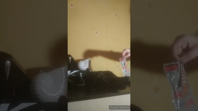 Кот по имени Тихон??? смотреть онлайн