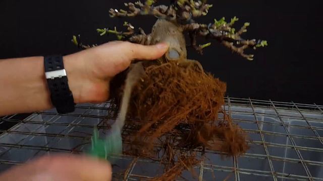 YAMADORI Ficus Cárica - Higuera bonsai TIMELAPSE смотреть онлайн