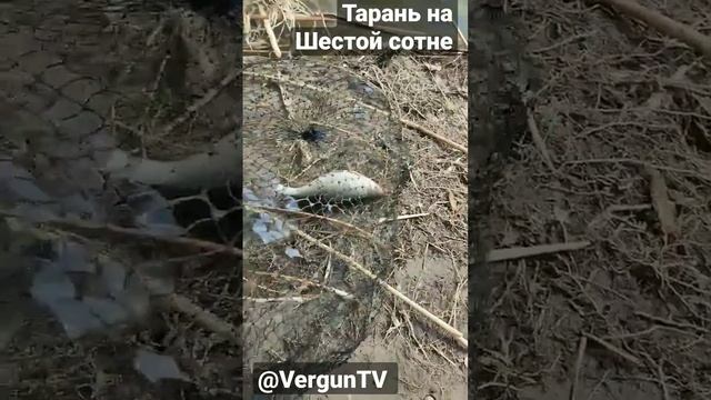 Тарань на Шестой сотне #рыбалка #fishing #verguntv #рыбалка_в_каменском #весенний_клев смотреть онлайн