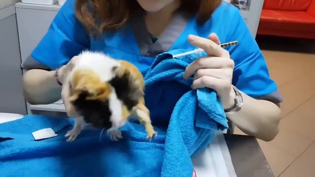 Домашнее разведение свиней