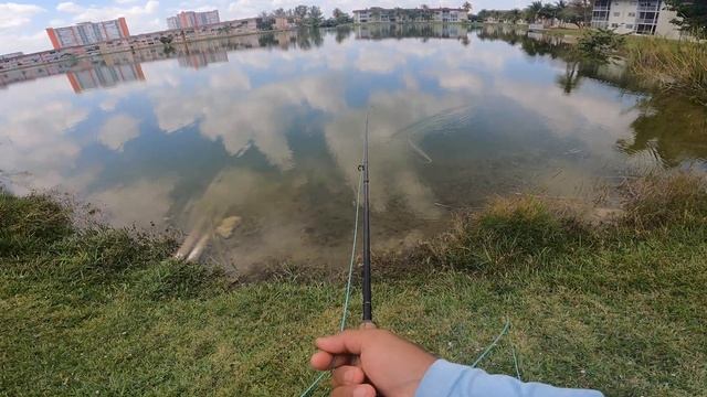 I looked out my Window and COULDN'T Resist! (FLY FISHING for Tarpon & PEACOCK BASS) ASMR смотреть онлайн