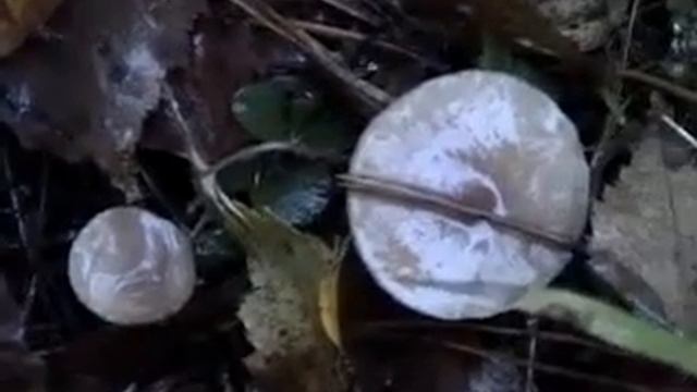 Грибы Рядовки Серые Настоящие Как растут и где искать Неизвестные грибы, почти опята смотреть онлайн