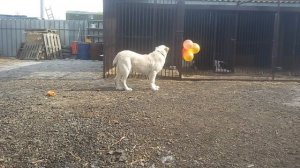 Бугай Алабай. Щенкам САО 5мес. Рост и вес.