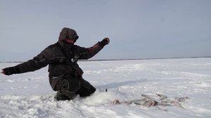 ОЧУМЕЛАЯ ПЛОТВА!!!БЕШЕНЫЙ КЛЕВ НА БЕЗМОТЫЛКУ!! ЛОВЛЯ ПЛОТВЫ НА МОРМЫШКУ!