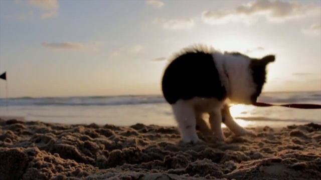 67 People, Joy & Fun 8 10 Free Stock Footage Puppy Dog Playful Beach Sand Play Canine Pet смотреть онлайн