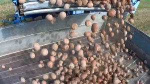 Уборка картофеля. Копка картофеля картофелеуборочный комбайн anna z644