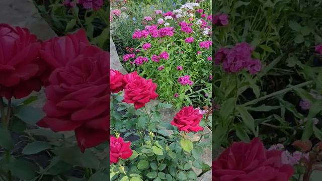 Доброе утро! У нас холодно, но цветы радуют своим цветением! Всем добра! #flowers #лето #сад# смотреть онлайн