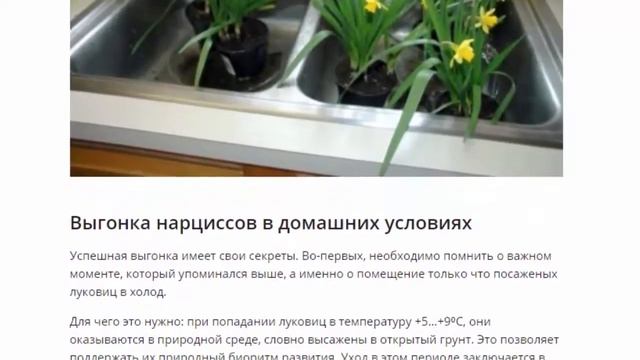 Комнатные нарциссы, посадка и уход смотреть онлайн