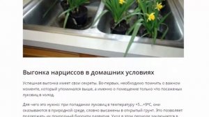 Комнатные нарциссы, посадка и уход