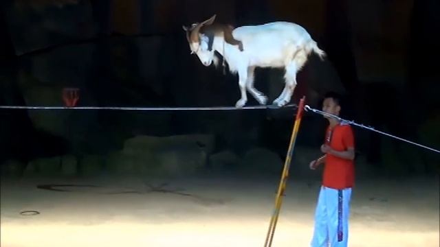 Вот - КОЗЁЛ !!! смотреть онлайн