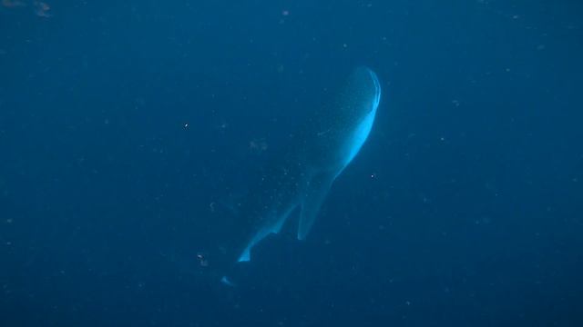 gentle Giants, South Ari Atoll - Maldives, Whale Sharks and Manta Rays смотреть онлайн
