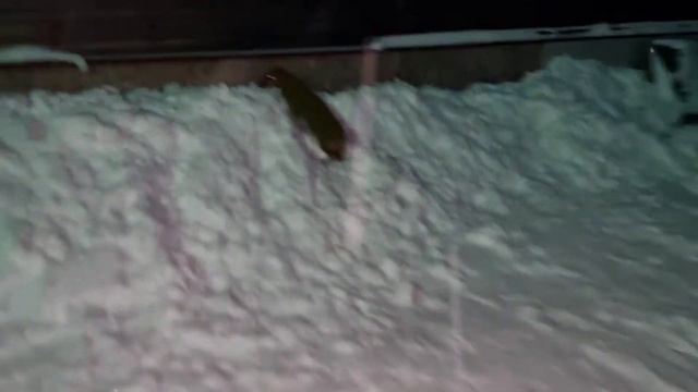 Я соскальзываю! 🐾🦴🌭🐶😍 смотреть онлайн