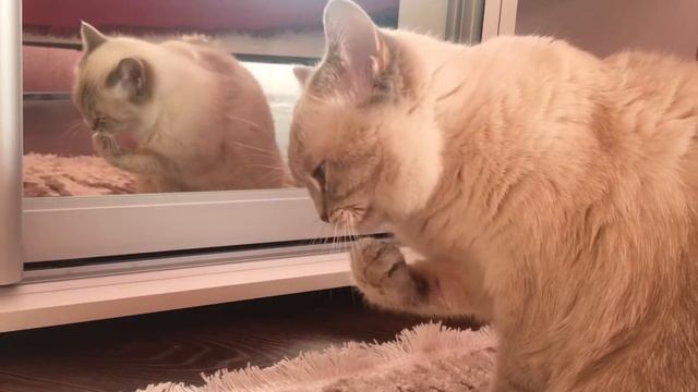 Кошка грызёт когти свои смотреть онлайн