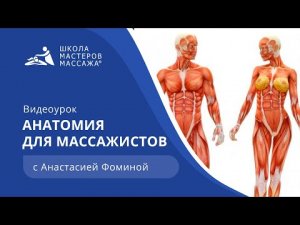 Анатомия для массажистов | Школа Мастеров Массажа
