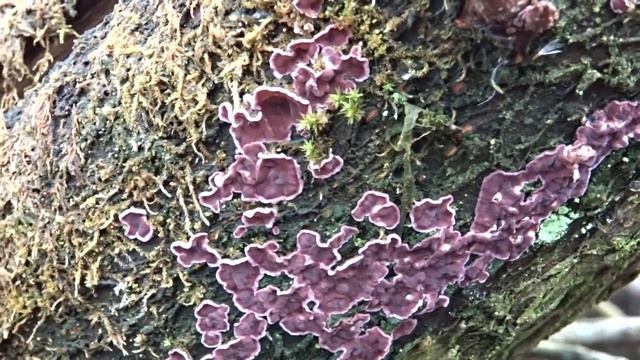 Chrząstkoskórnik purpurowy (Chondrostereum purpureum) - 03.02.2022, Nowa Huta, Kraków. смотреть онлайн