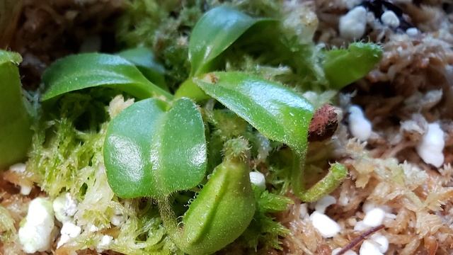 ? Summer Windowsill Nepenthes Update 2022 ? (The plants start to get big now!) смотреть онлайн