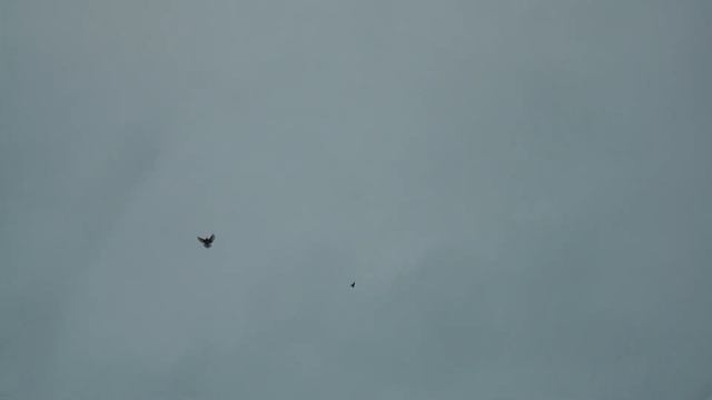 Николаевские голуби. 25.11.2022.г.? По Факту ? Г. Сальск. Ростовская обл. ??️?? смотреть онлайн