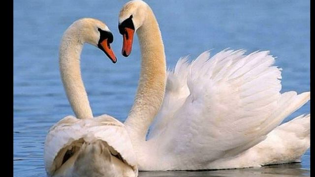 5 сентября / Что такое лебединая верность? смотреть онлайн