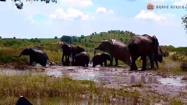 Clumsy Elephant Mud Bath — Brave Africa Virtual Safari #4 смотреть онлайн