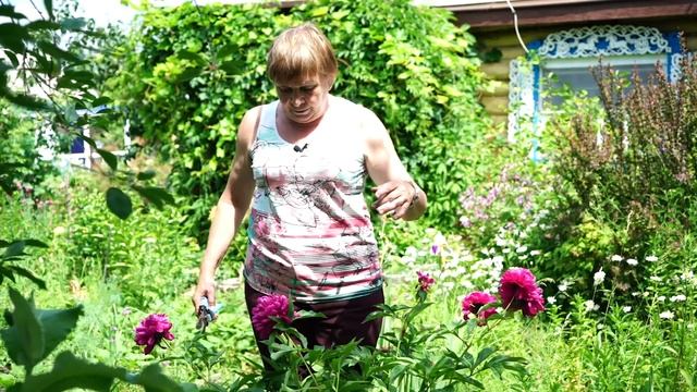 ПИОНЫ ? Как правильно ухаживать за Пионам ? Цветы сад огород смотреть онлайн