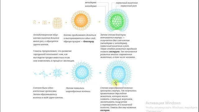 Зоология за 5 минут  Происхождение животных
