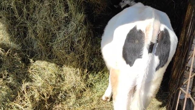 ПОКУПКА БЫЧКОВ НА МЯСО ОЧЕНЬ ВАЖНЫЕ МОМЕНТЫ смотреть онлайн