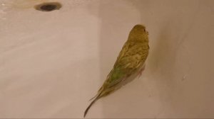 КУПАНИЕ ВОЛНИСТОГО ПОПУГАЯ!!! КАК КУПАТЬ ПОПУГАЯ! EXO TOP