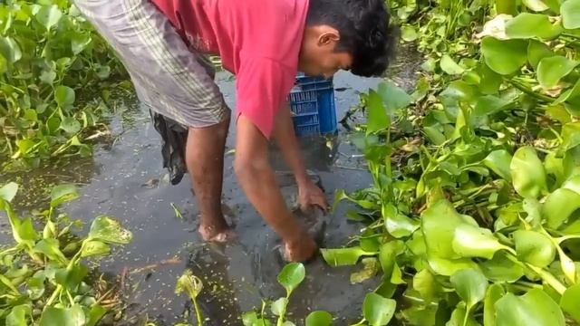 Tiger man are very happy to catching big golden fish by hand смотреть онлайн