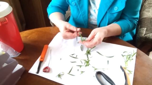 Гвоздика (размножение черенками). Подарков много не бывает. смотреть онлайн