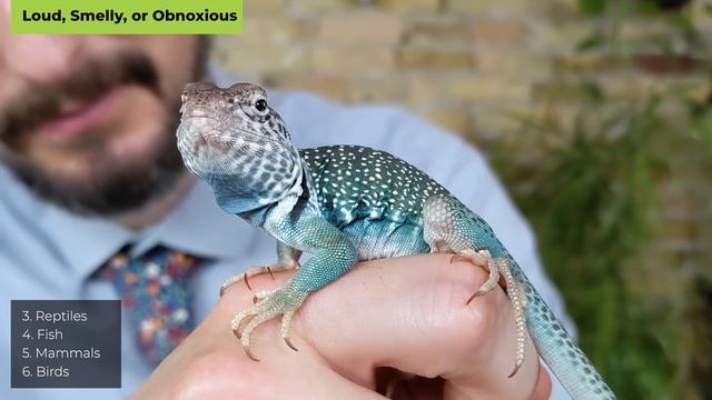 The Best Pet REVEALED! смотреть онлайн