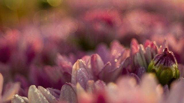 Romance / Eugénie Rocherolle смотреть онлайн