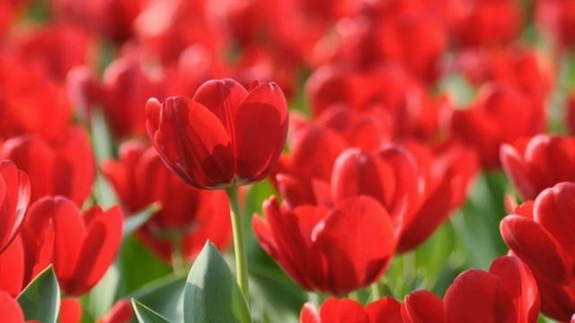 🔊гр. Шоколад -🎵 Алый 🌷🌷🌷 смотреть онлайн