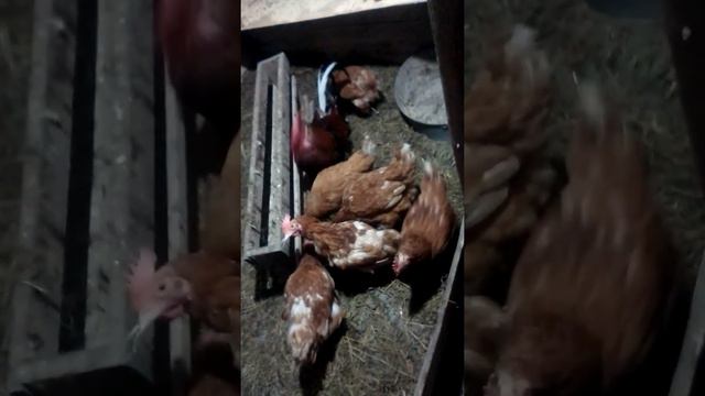 Витамины нужны даже курам смотреть онлайн