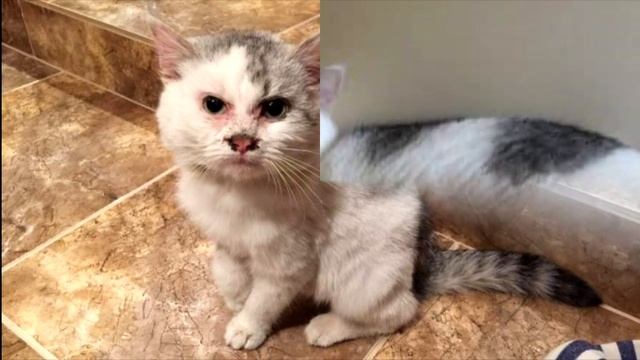 Слепой котенок угодил в машинное масло, но нашелся человек, который захотел помочь смотреть онлайн