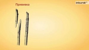 Размножение покрытосеменных растений. Вегетативное и половое .