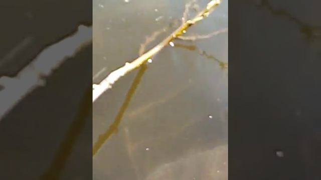 Рыбалка Ивановка зарыбление смотреть онлайн