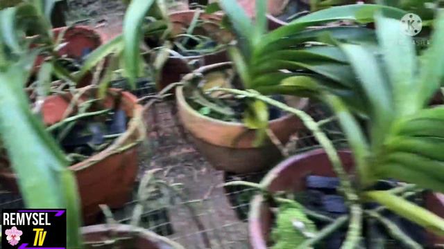 Rhynchorides bangkok sunset | vanda hybrids | #orchid смотреть онлайн
